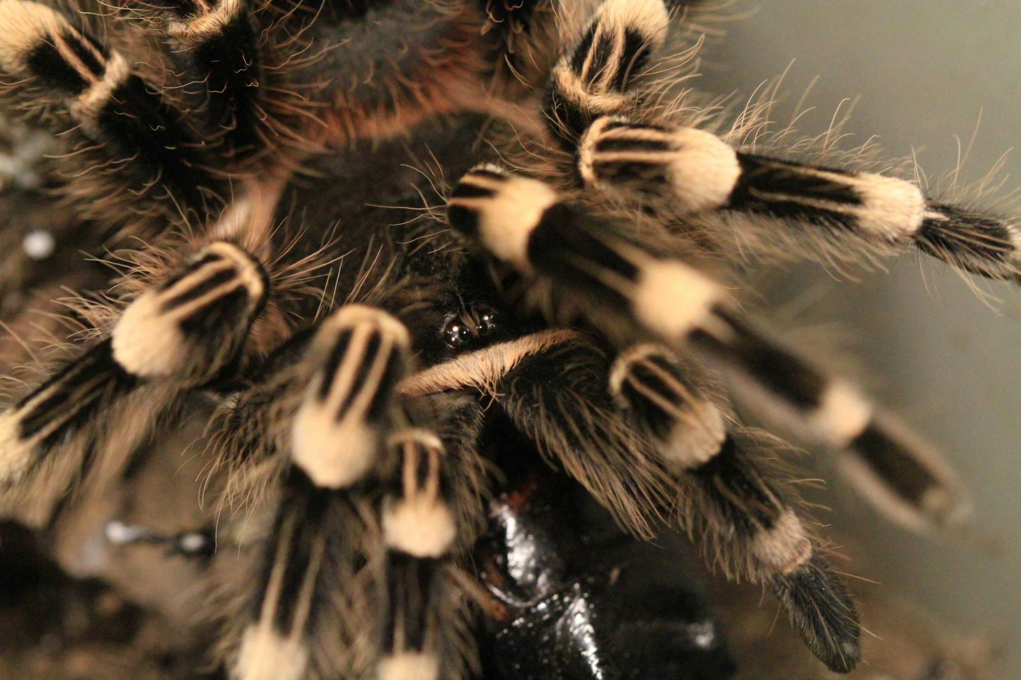 Tarántula de Rodillas Doradas